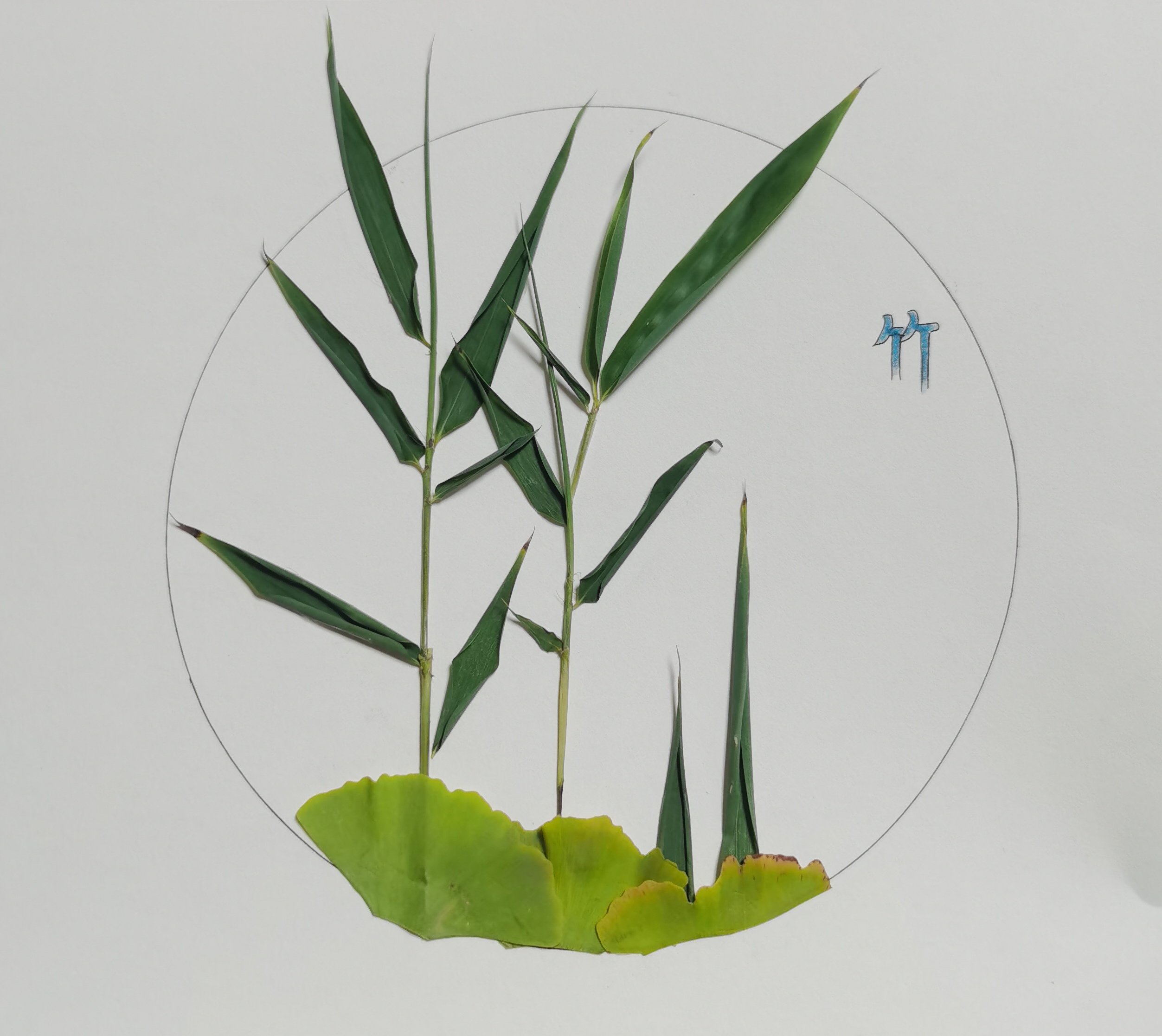 樹葉畫“廉潔” 清風(fēng)潤心田 樹葉畫“廉潔” 清風(fēng)潤心田