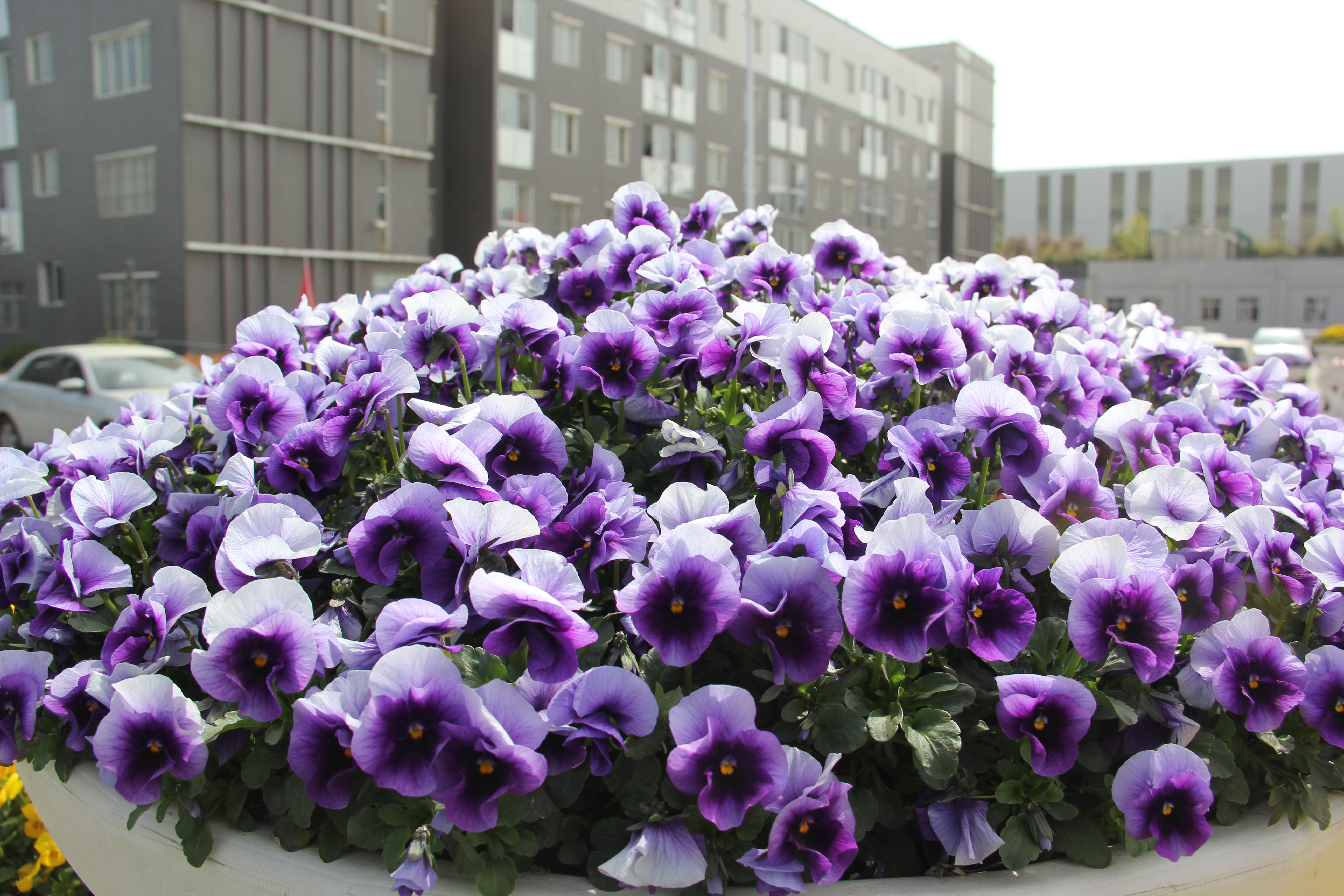 �������h䓡��h�̤���p���D�b