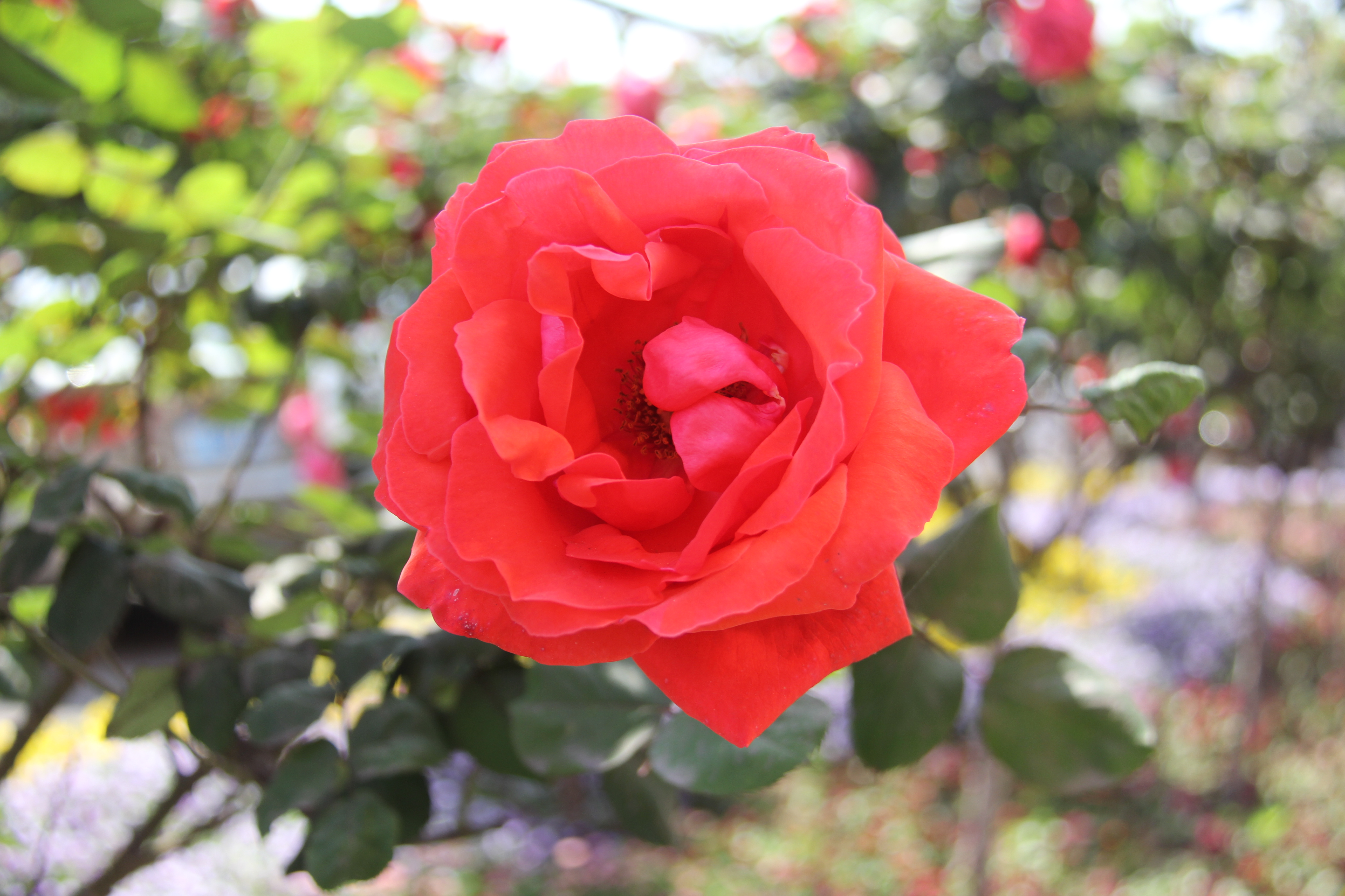 【美麗漢鋼】醉美漢鋼四月天 【美麗漢鋼】醉美漢鋼四月天